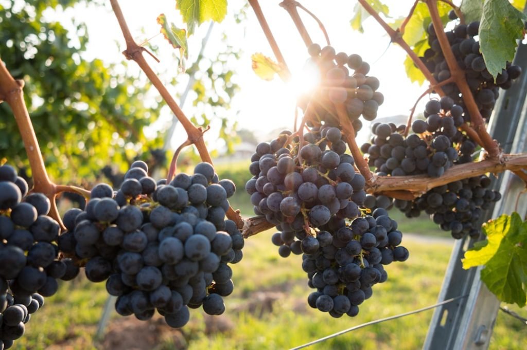 Sunny afternoon in the vineyards
